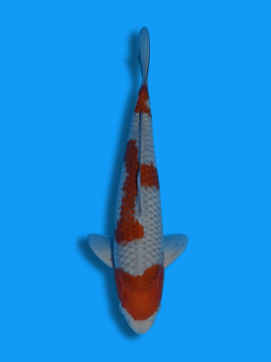 Ochiba Shigure | Koi&Co.